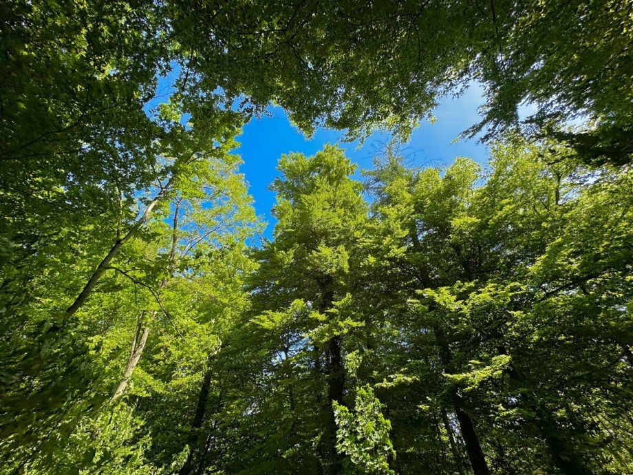 angrenzender Wald Einfamilienhaus Karlsruhe / Bergwald
